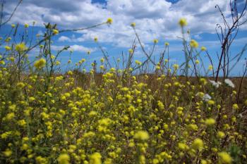 Gesundheit Blumenwiese Mediterrane  