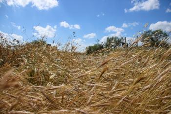 Getreide Sommer Mediterrane  