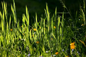 Gräser Natur Pflanzen  