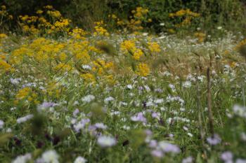 Blüten Mediterrane  