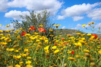 Blumenwiese Sommer  