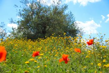 Wiese Mohn  