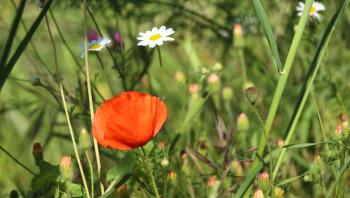 Grüne Blumenwiese Wiese  