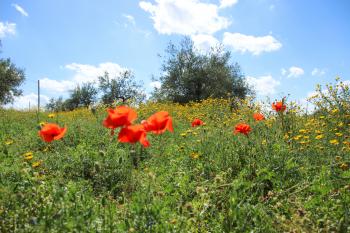 Frühling Sommer  