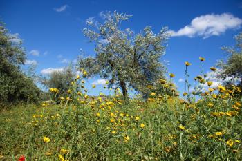 Blüten Gras  