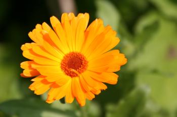 Garten Sommer  