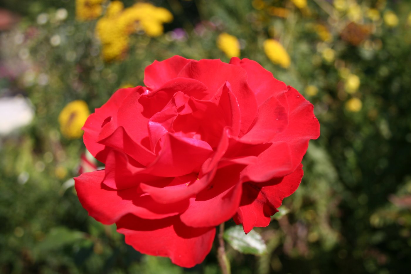 DAL0632