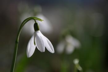 Grüne Grün Frühlingsblumen  