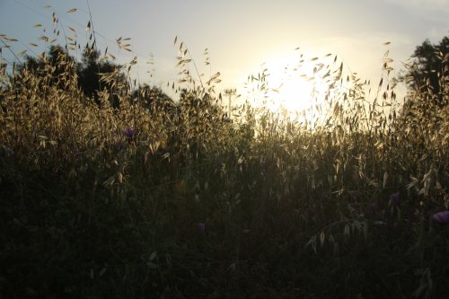 DAL0637
