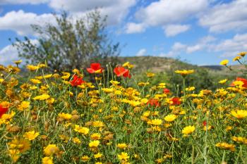 Blumenwiese Mediterrane  