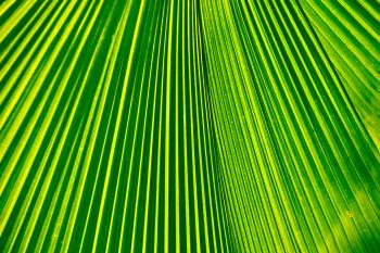 Vegetation Pflanzen  