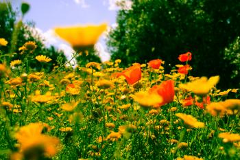 Sommer Mohn Mediterrane  