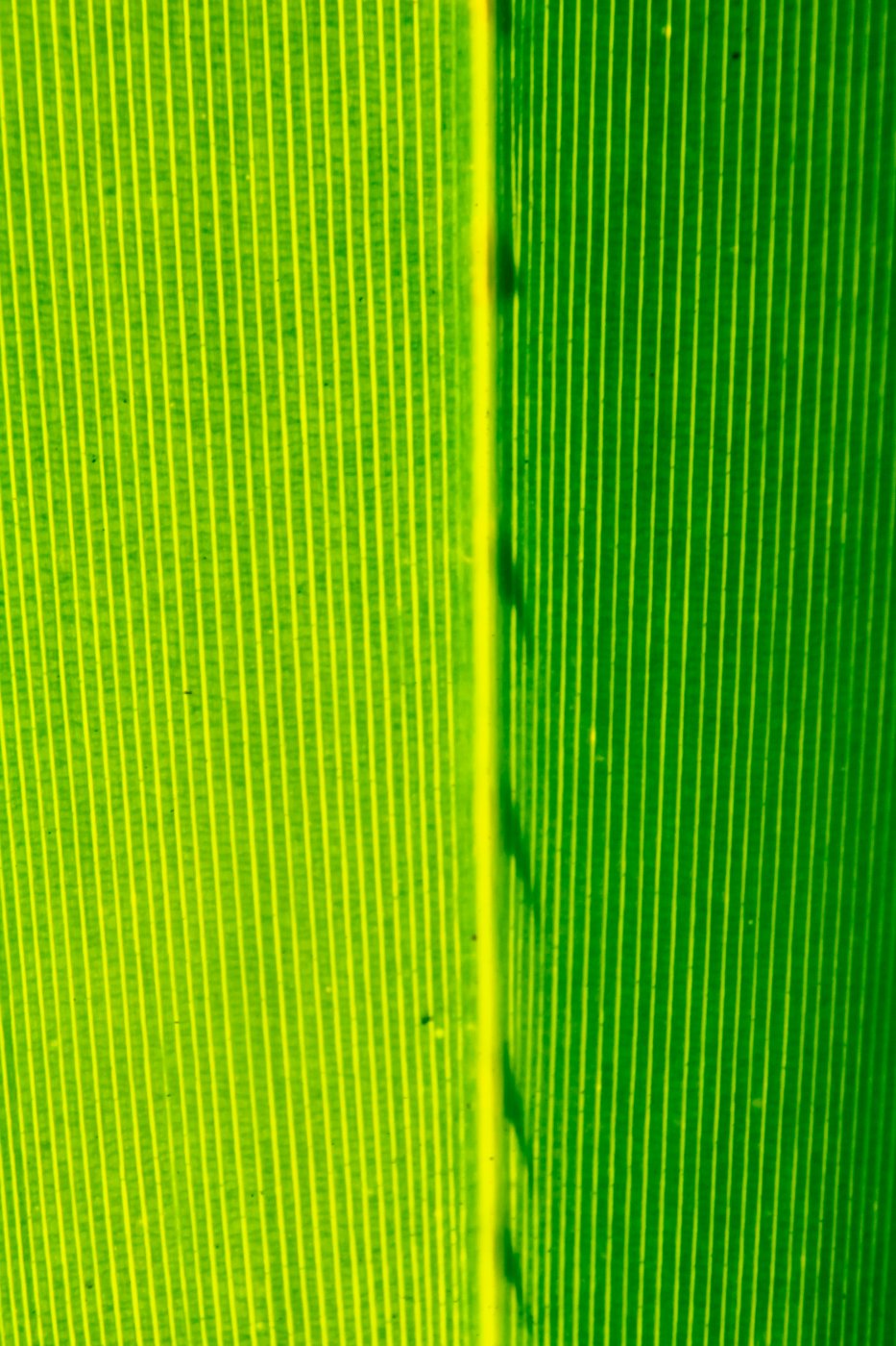 DAL0675