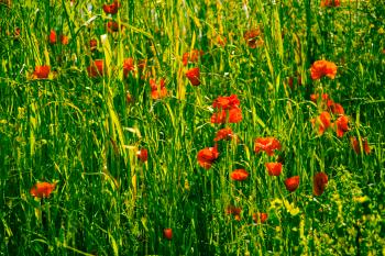 Wiese Mohn Mediterrane  