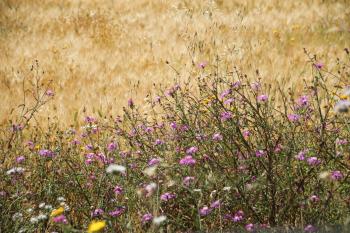 Sommer Blüten Ruhe  