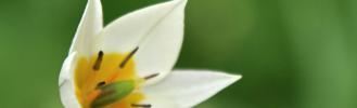 DAL0055